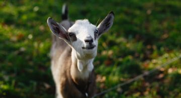 Típico de Capricornio: la característica obligada de los capricornianos