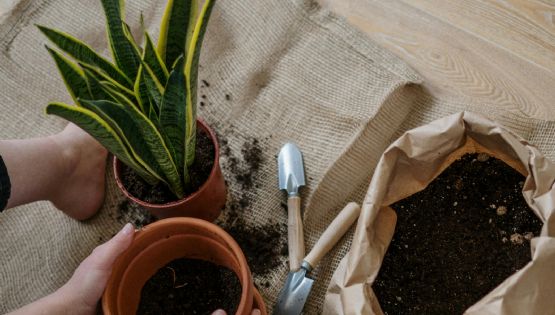 Los cuidados clave para tener una sansevieria saludable