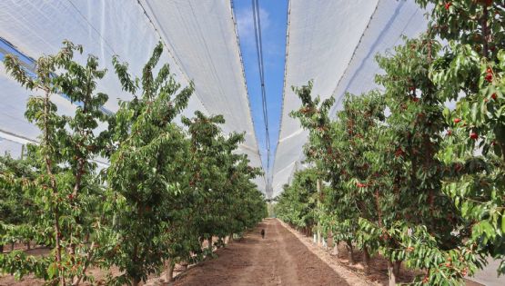 Chile se consolida como principal exportador de cerezas a China