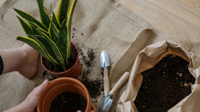 Los cuidados clave para tener una sansevieria saludable