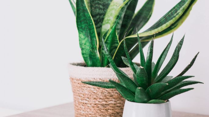 Los cuidados clave para tener una sansevieria saludable