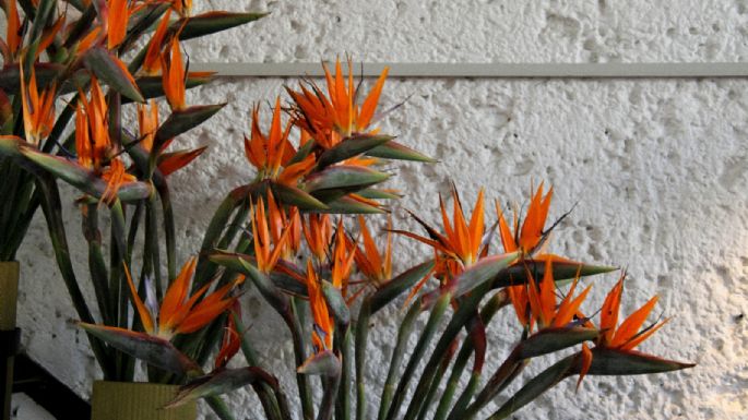 El secreto de los expertos para que la strelitzia explote de flores
