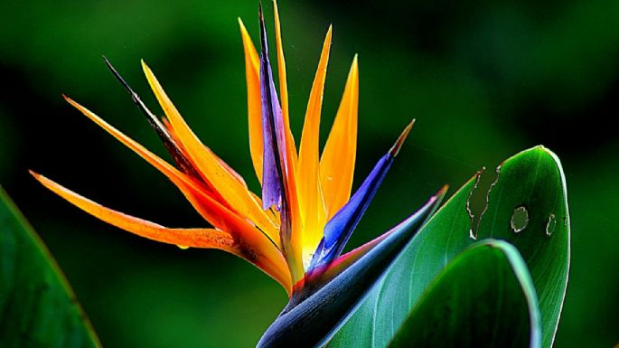 El secreto de los expertos para que la strelitzia explote de flores