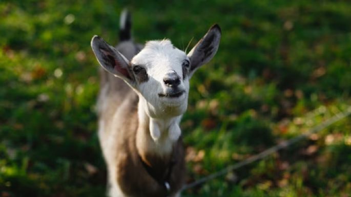 Típico de Capricornio: la característica obligada de los capricornianos