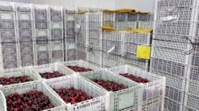 Chile se consolida como principal exportador de cerezas a China