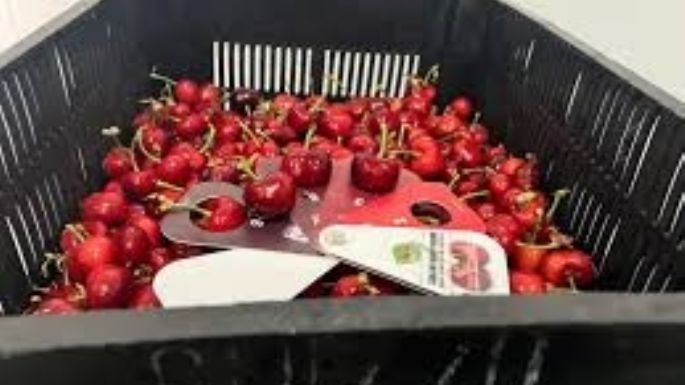 Chile se consolida como principal exportador de cerezas a China