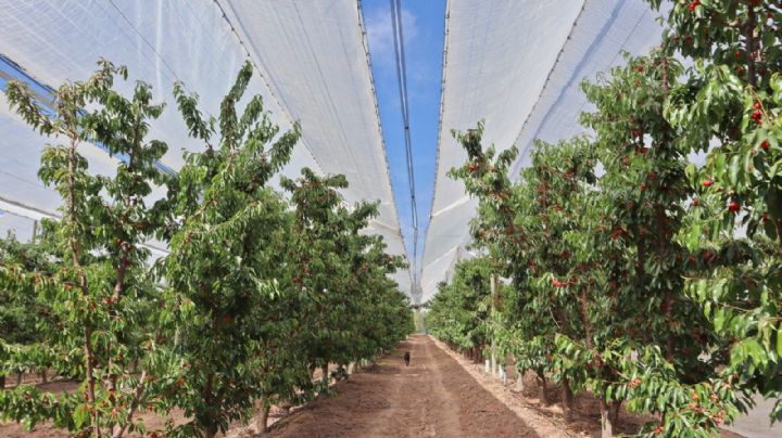 Chile se consolida como principal exportador de cerezas a China