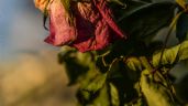 Foto ilustrativa de la nota titulada: Si tus plantas se mueren días después de comprarlas, esta es la solución definitiva