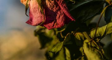Si tus plantas se mueren días después de comprarlas, esta es la solución definitiva