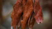 Foto ilustrativa de la nota titulada: Cómo salvar las plantas del exceso de riego