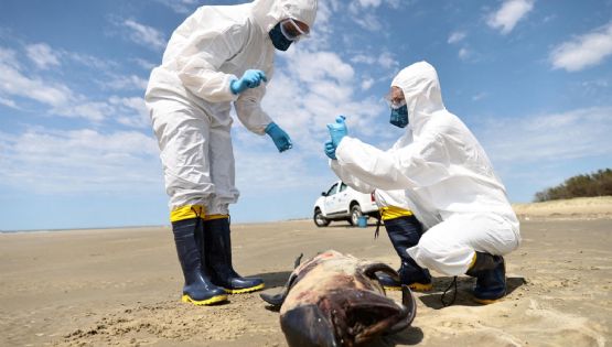 Paraguay emitió alerta por un brote de Gripe Aviar