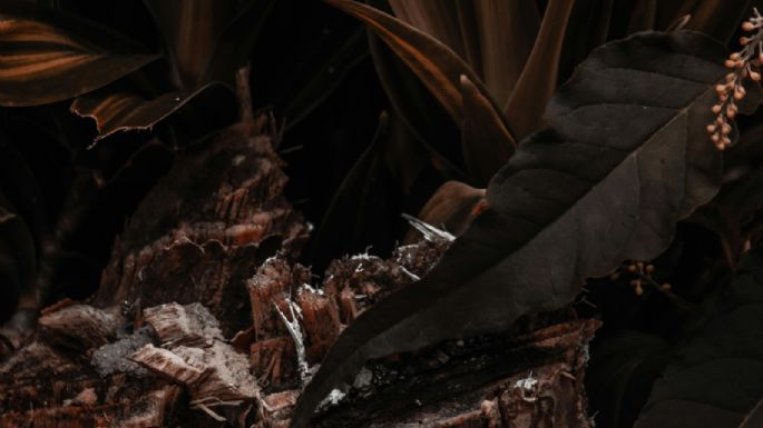 Cómo salvar las plantas del exceso de riego