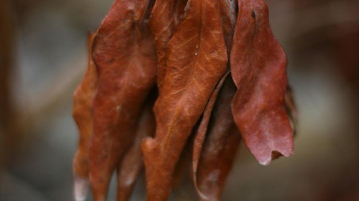 Cómo salvar las plantas del exceso de riego