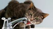 Foto ilustrativa de la nota titulada: Trucos para que tu gato beba más agua