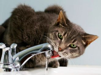 Cómo reconocer un golpe de calor en gatos