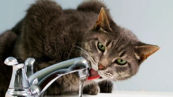 Cómo reconocer un golpe de calor en gatos