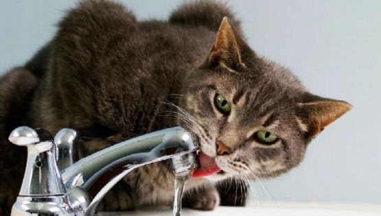 Trucos para que tu gato beba más agua