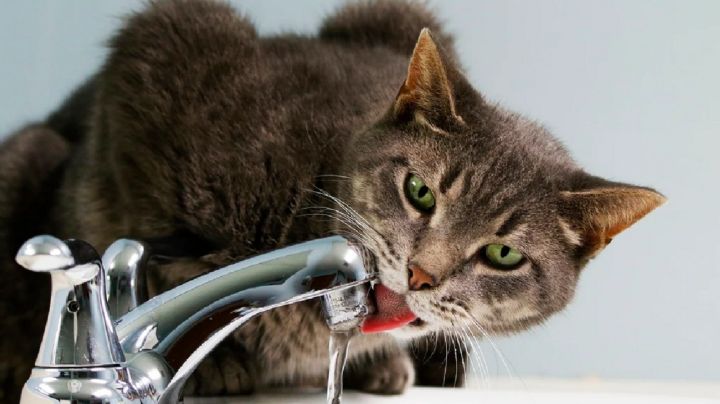 Trucos para que tu gato beba más agua