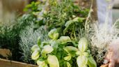 Foto ilustrativa de la nota titulada: Cuatro plantas aromáticas que te ayudarán a evitar las plagas