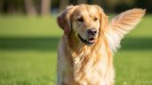 Foto ilustrativa de la nota titulada: Cinco trucos para que tu perro no se orine en la casa