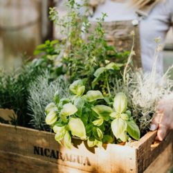 Cuatro plantas aromáticas que te ayudarán a evitar las plagas