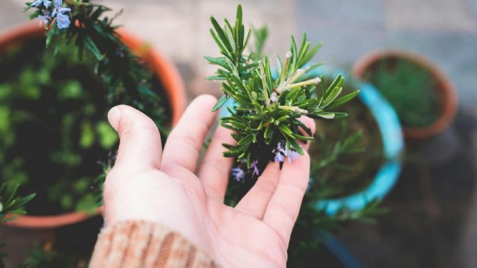 Cuatro plantas aromáticas que te ayudarán a evitar las plagas