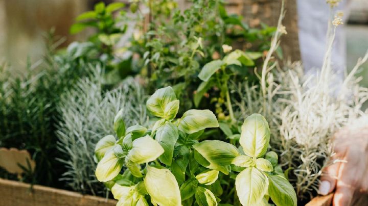 Cuatro plantas aromáticas que te ayudarán a evitar las plagas