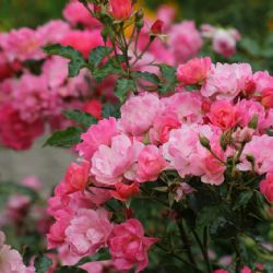 El secreto para que los rosales florezcan al máximo