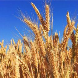 Extienden rebaja de retenciones al trigo y cebada