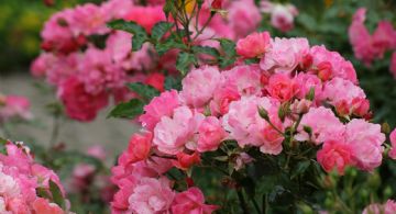 El secreto para que los rosales florezcan al máximo