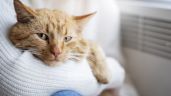 Foto ilustrativa de la nota titulada: Cinco formas en que tu gato mejora tu salud