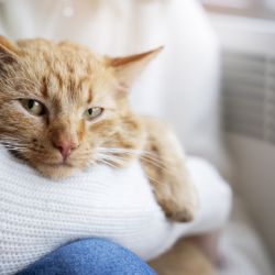 Cinco formas en que tu gato mejora tu salud