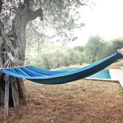 Cinco árboles ideales para jardines pequeños