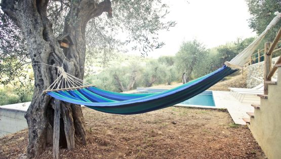 Cinco árboles ideales para jardines pequeños