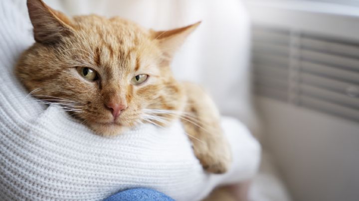 Cinco formas en que tu gato mejora tu salud