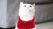 Foto ilustrativa de la nota titulada: ¿Los gatos necesitan usar chaleco en invierno? 