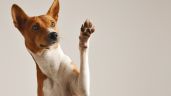 Foto ilustrativa de la nota titulada: Cada cuanto tiempo hay que bañar a los perros 