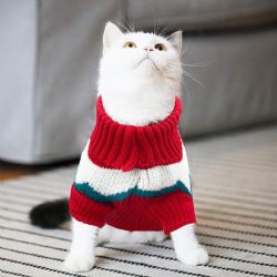 ¿Los gatos necesitan usar chaleco en invierno? 