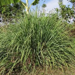 Tres plantas estratégicas para un hogar sin insectos
