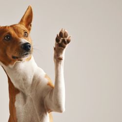 Señales que tu perro percibe cuando estás estresado