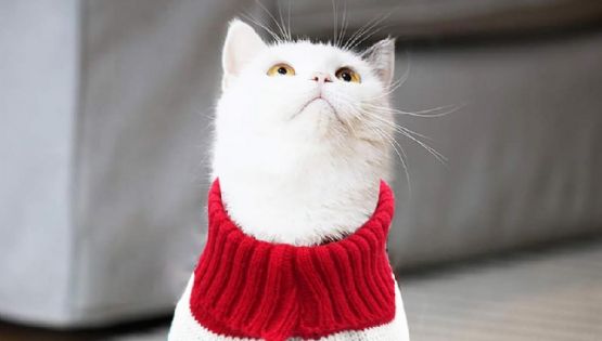 ¿Los gatos necesitan usar chaleco en invierno? 