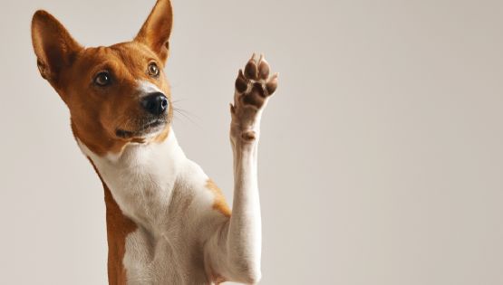 Señales que tu perro percibe cuando estás estresado