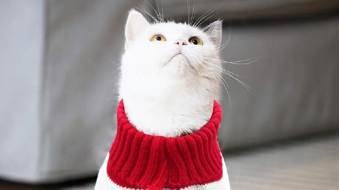 ¿Los gatos necesitan usar chaleco en invierno? 