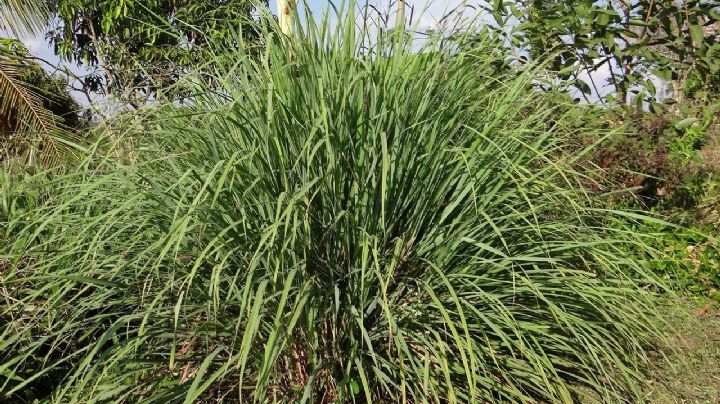 Tres plantas estratégicas para un hogar sin insectos