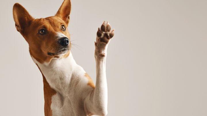 Cada cuanto tiempo hay que bañar a los perros 