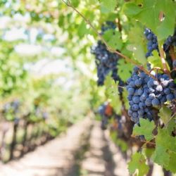 El turismo del vino atrae a más de 1,5 millones de personas al año