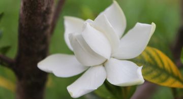 ¿Sirve el vinagre? Qué hacer con las hojas amarillas del jazmín