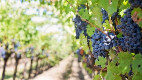 El turismo del vino atrae a más de 1,5 millones de personas al año