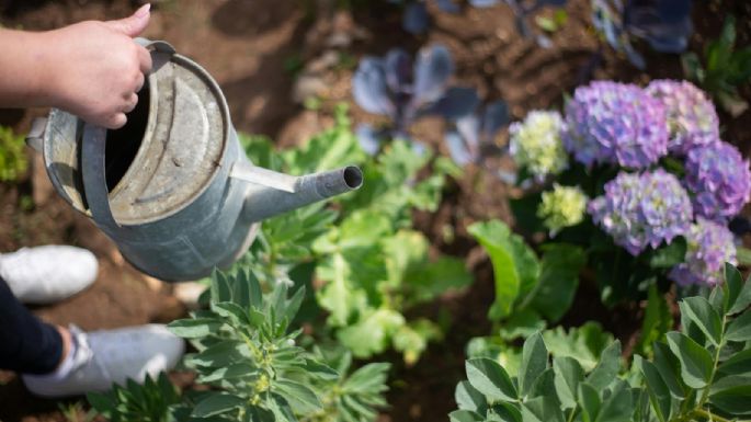 Hortensias deslumbrantes: cuidados clave para una floración