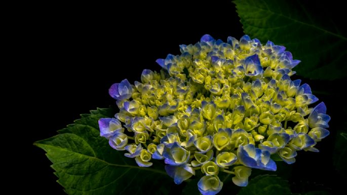 Hortensias deslumbrantes: cuidados clave para una floración